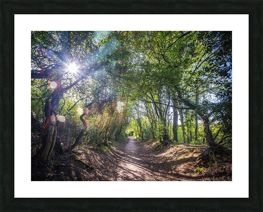 Journey through Forest Picture Frame print