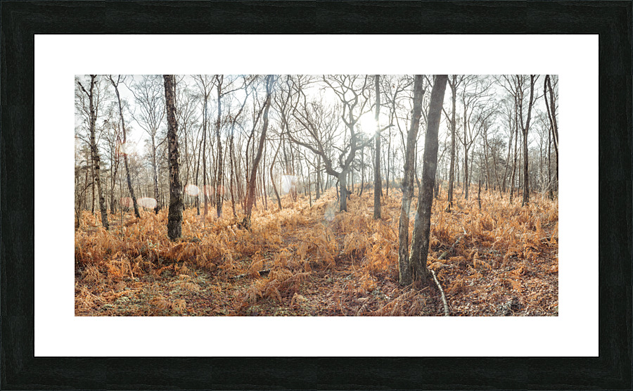 Autumn forest Picture Frame print