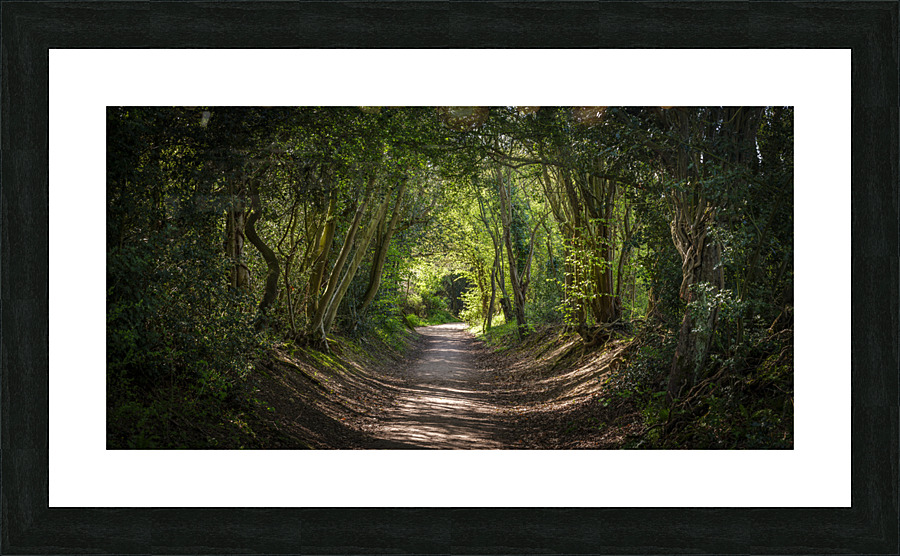 Journey through Forest Picture Frame print