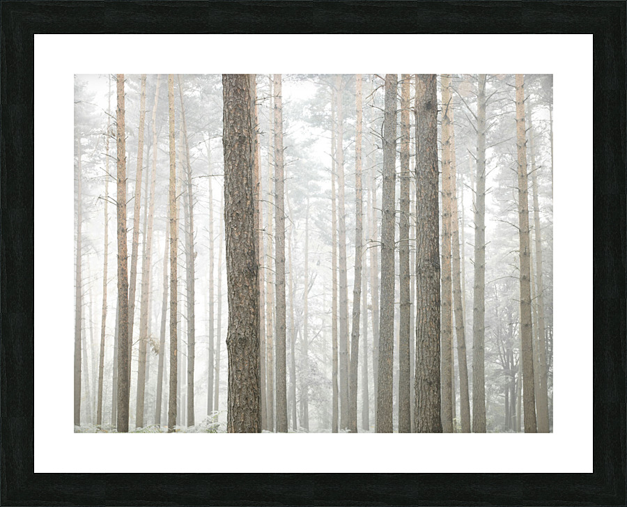 Mystical Forest   Picture Frame print
