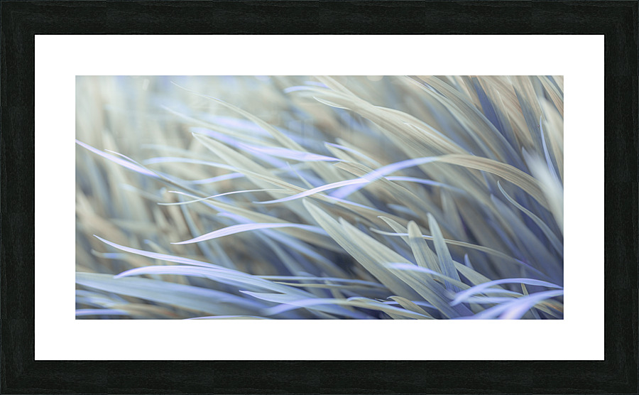 Wavy Grass Picture Frame print