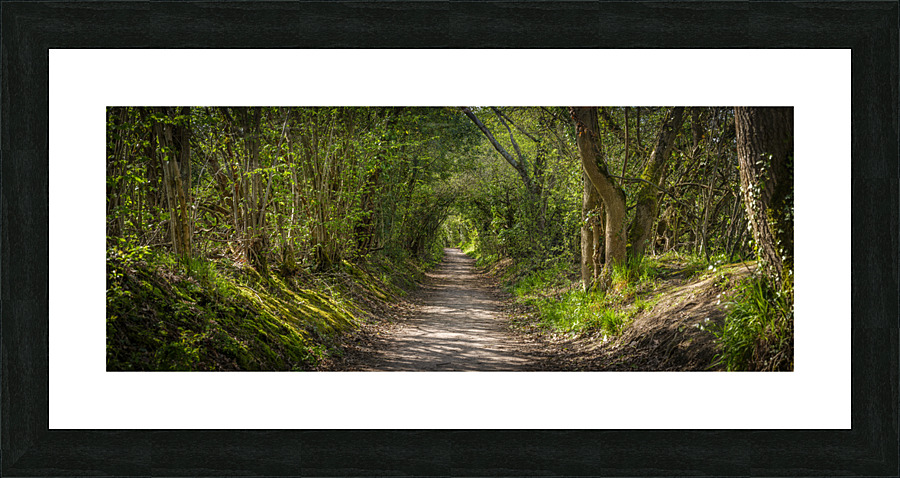 Road through forest Picture Frame print