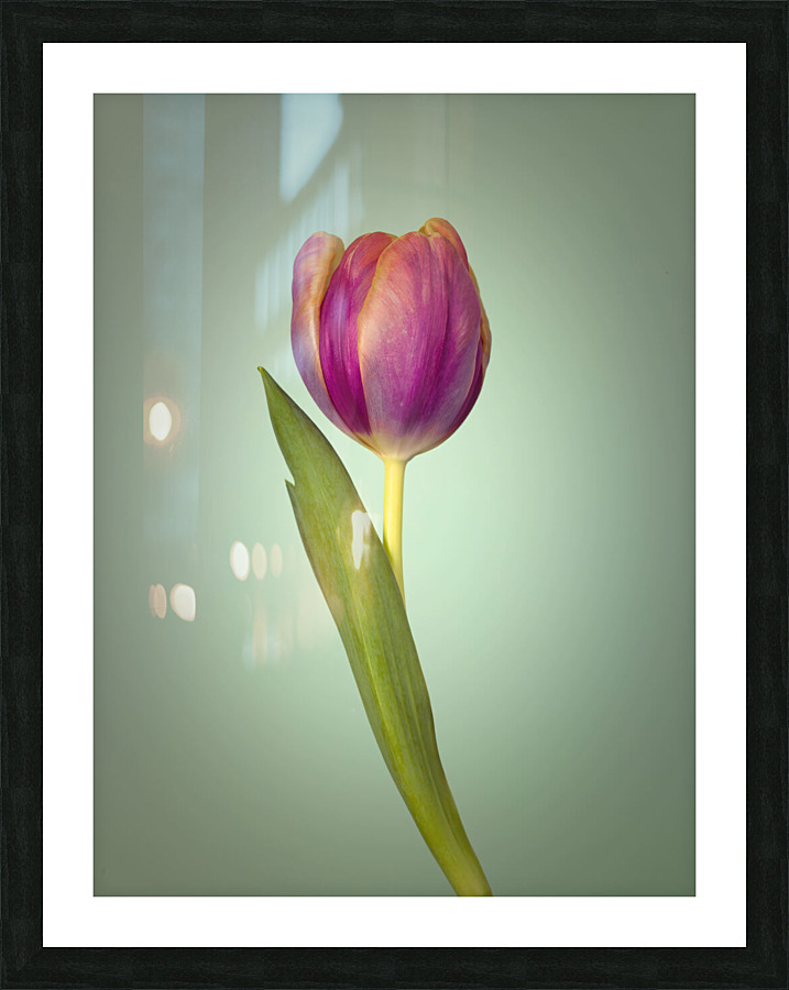 Single Tulip Flower Picture Frame print
