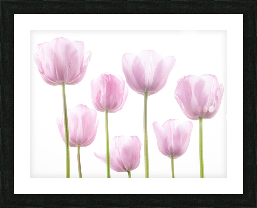 Tulip Bulbs Picture Frame print