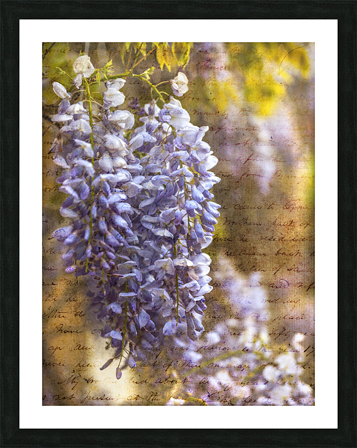 Wisteria Blooms Picture Frame print