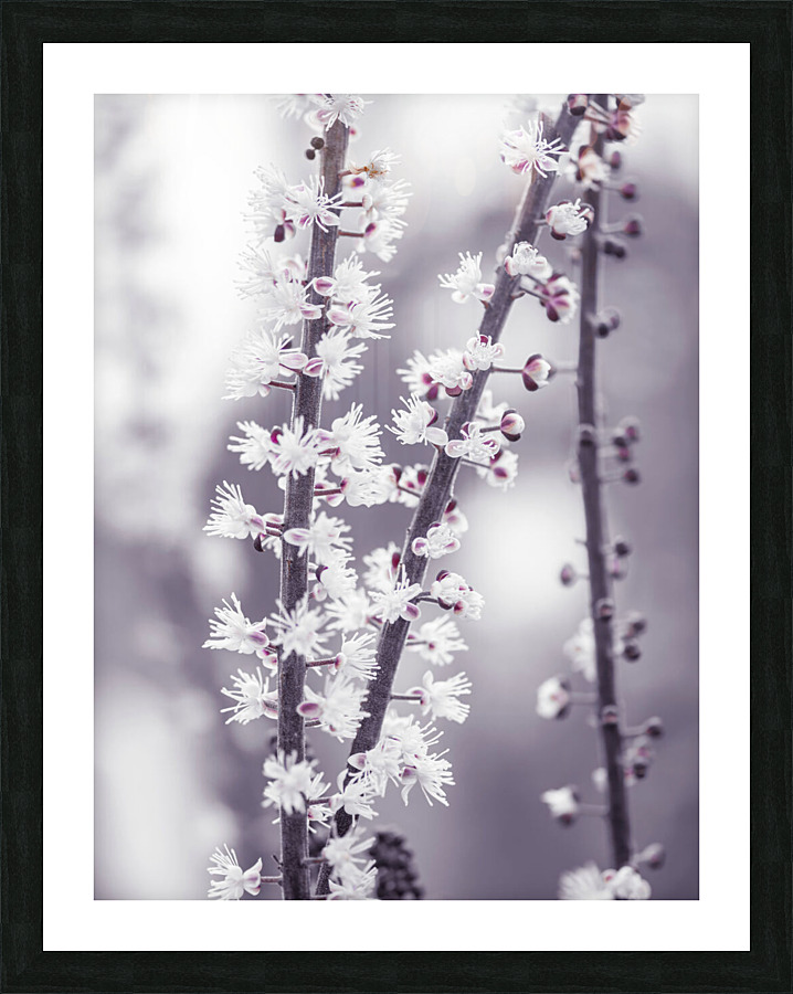 Actaea Picture Frame print