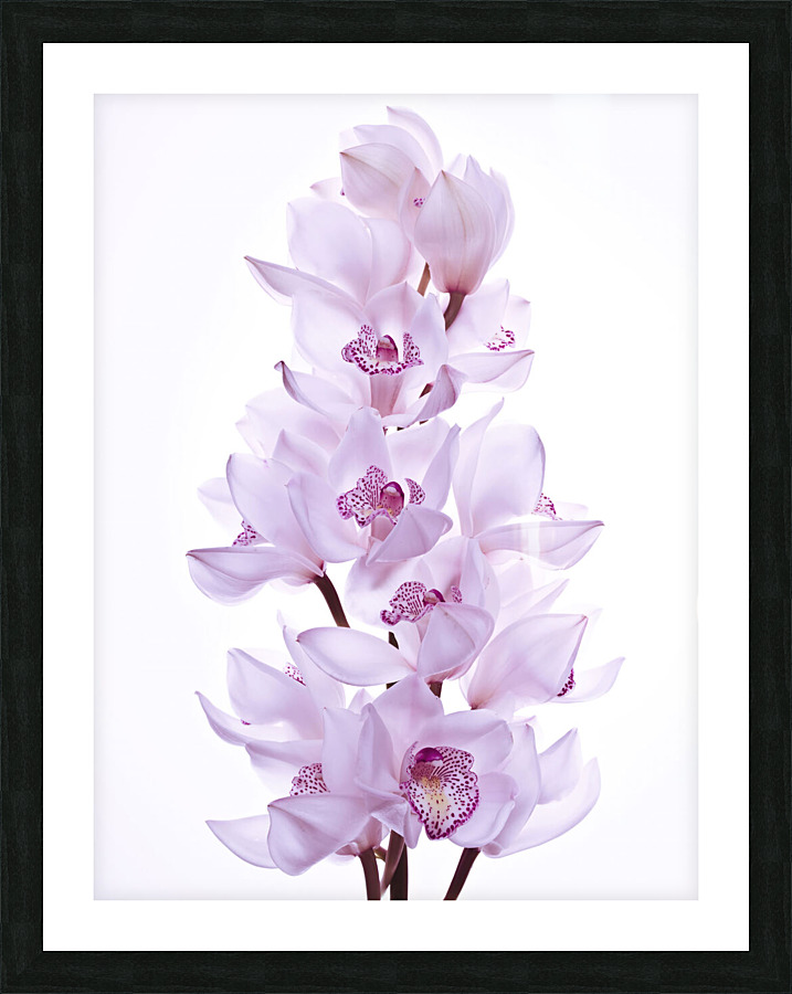 Orchids Picture Frame print