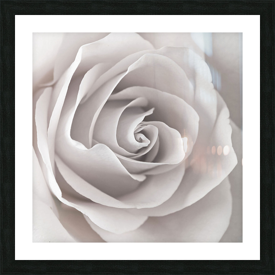 Captivating Rose Picture Frame print