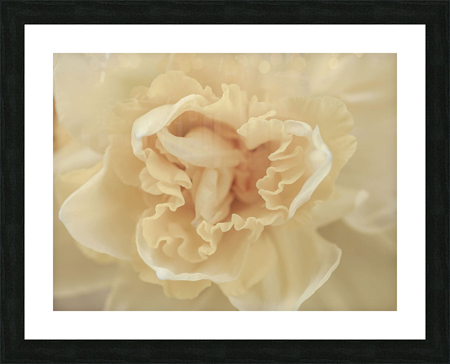 Daffodil Picture Frame print
