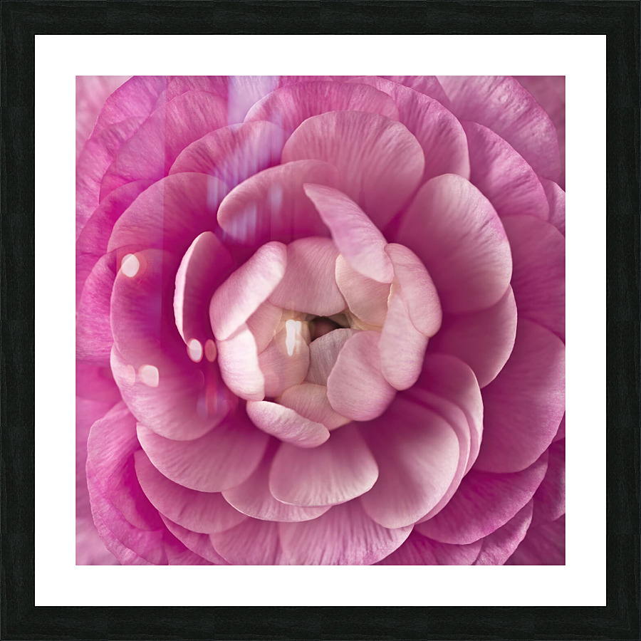 Pink Ranunculus Picture Frame print