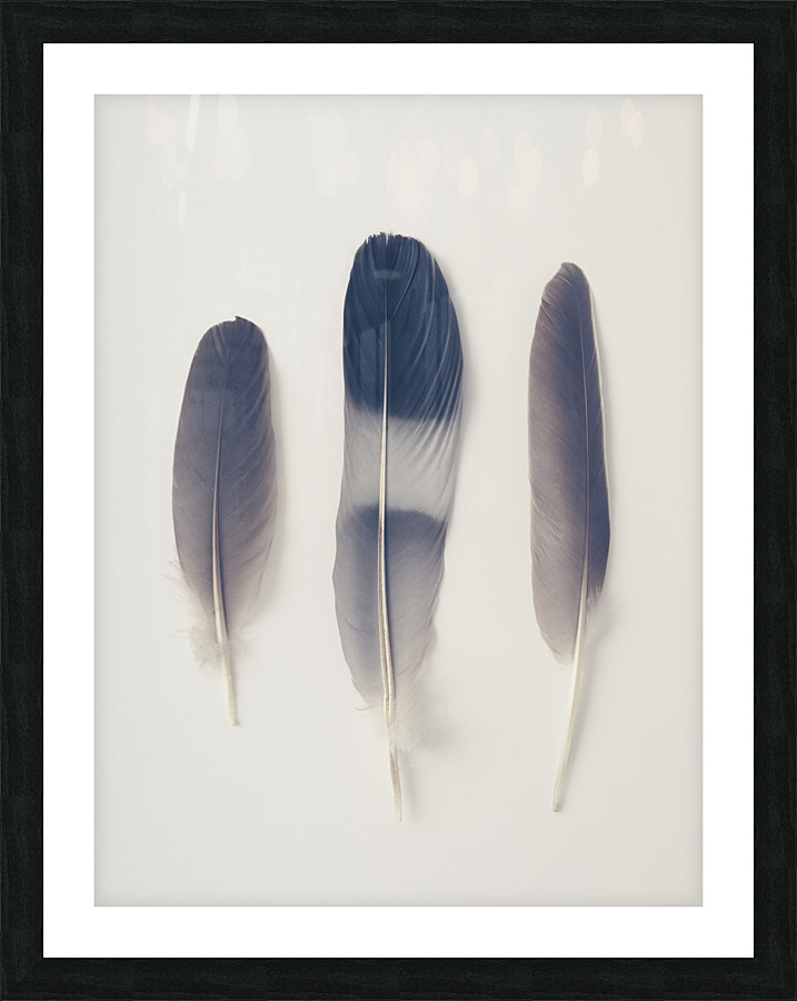 Delicate Feathers Picture Frame print