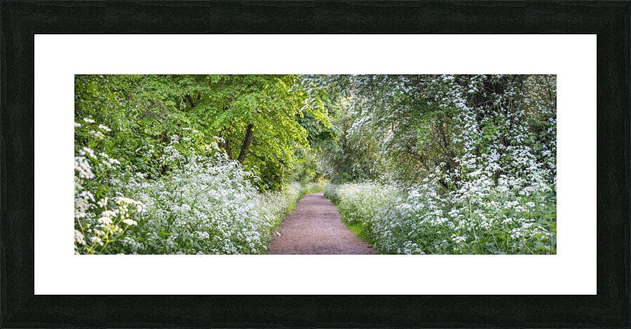 Woodland spring path Picture Frame print
