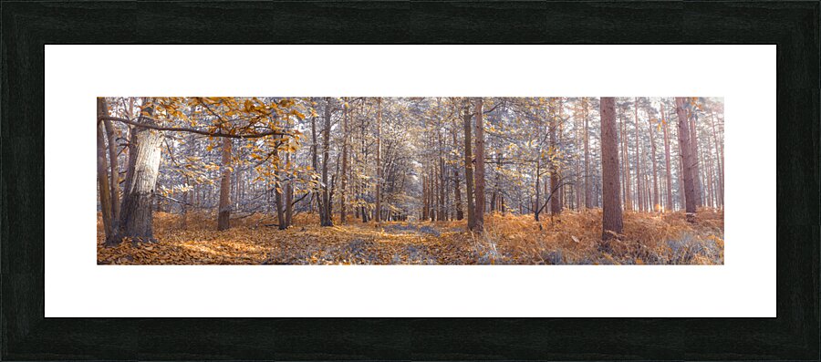 Autumn Forest Picture Frame print