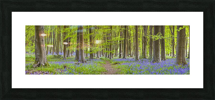 Pathway through Trees Picture Frame print