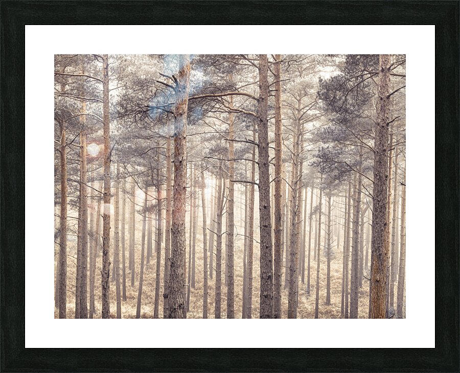 Misty Forest Picture Frame print