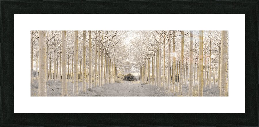 Pathway through Trees Picture Frame print