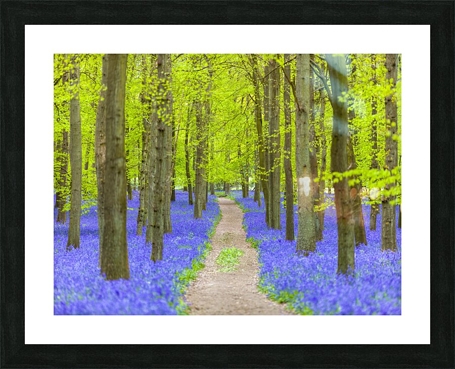 Bluebell Path Picture Frame print