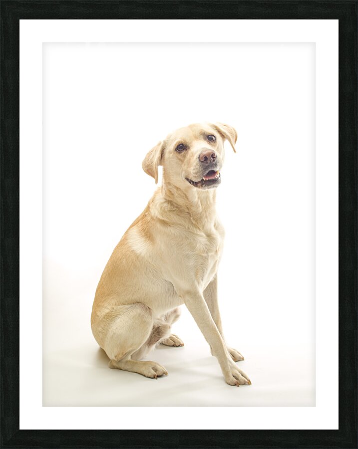 Golden Labrador Picture Frame print