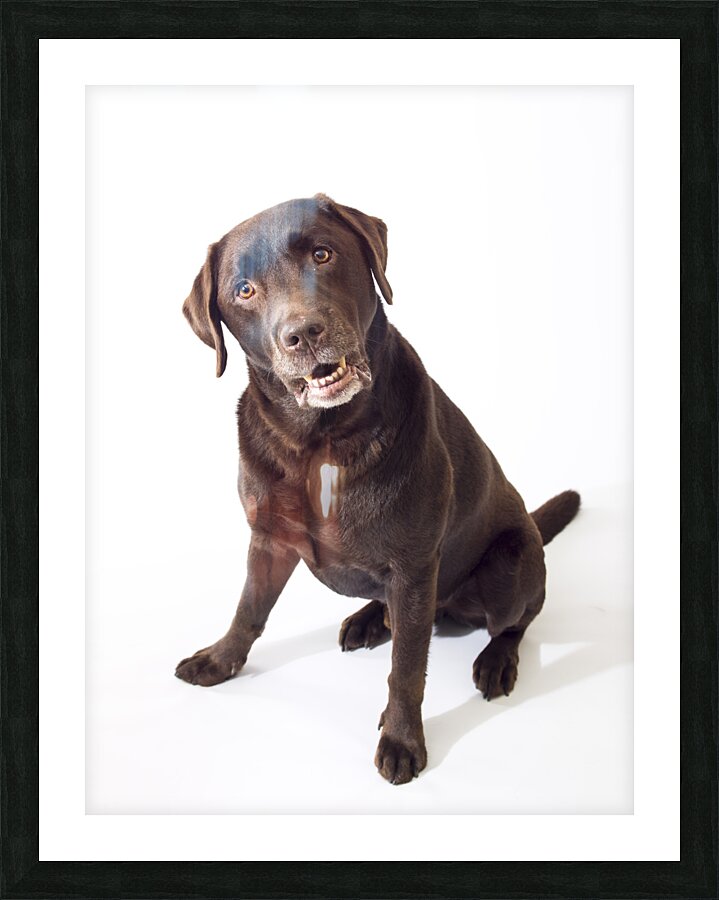 Brown Labrador Picture Frame print