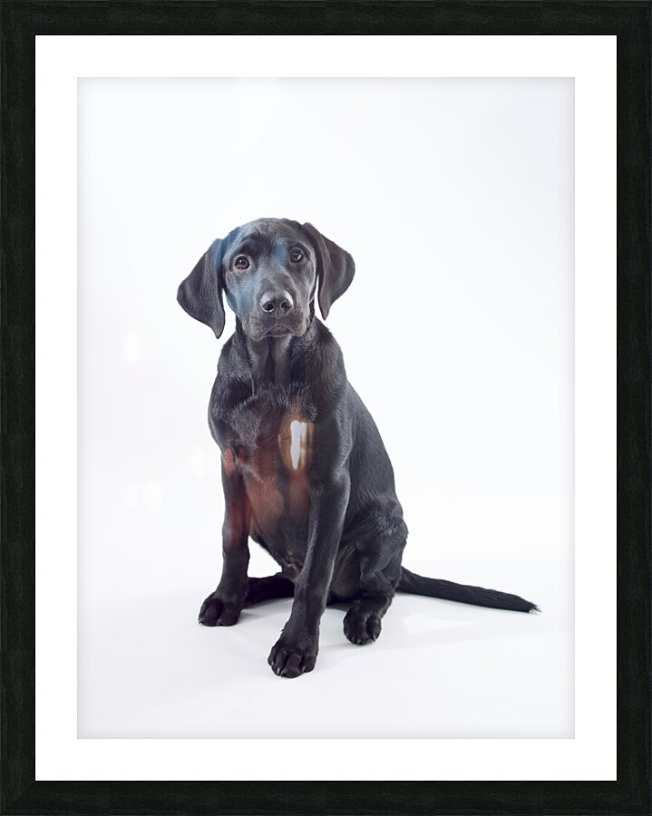 Black Labrador Picture Frame print
