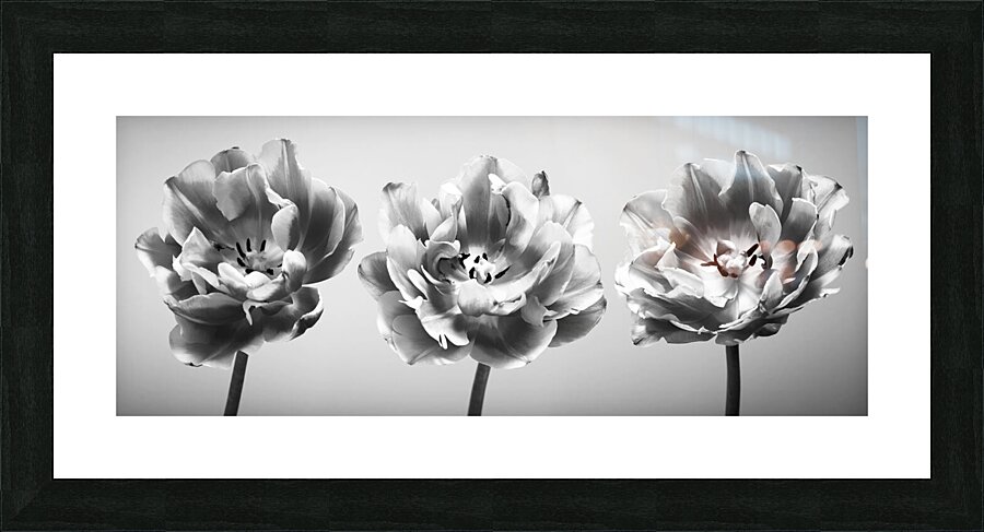 Three tulips Impression et Cadre photo