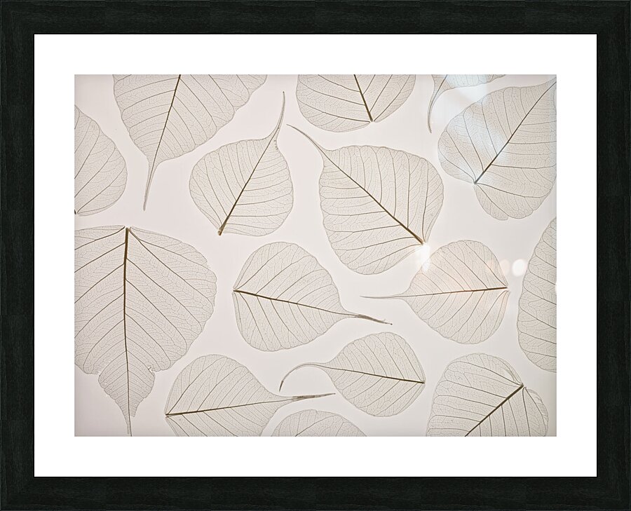 Skeleton leaves Picture Frame print