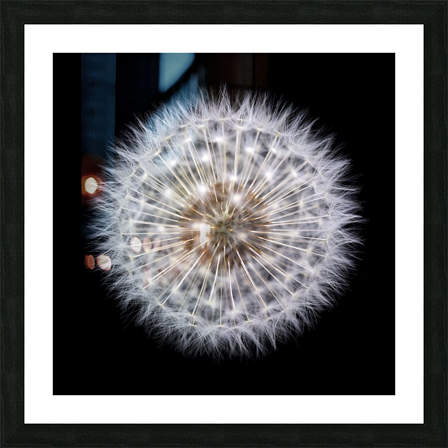 Dandelion Clock Picture Frame print