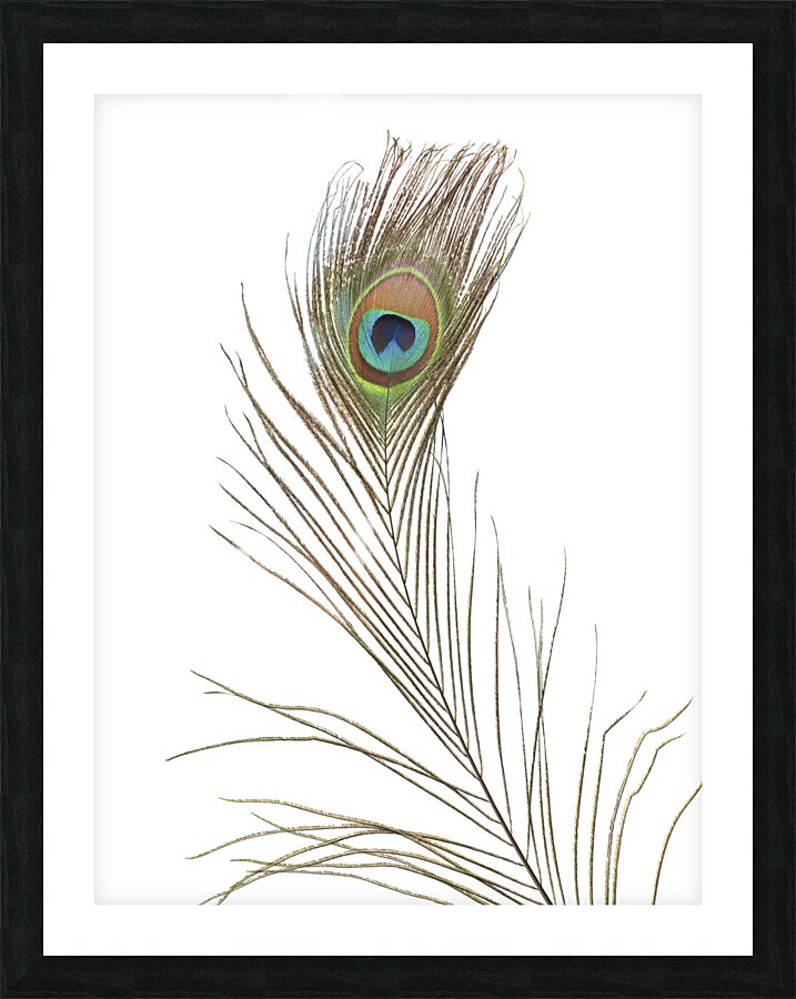 Single Peacock feather Picture Frame print