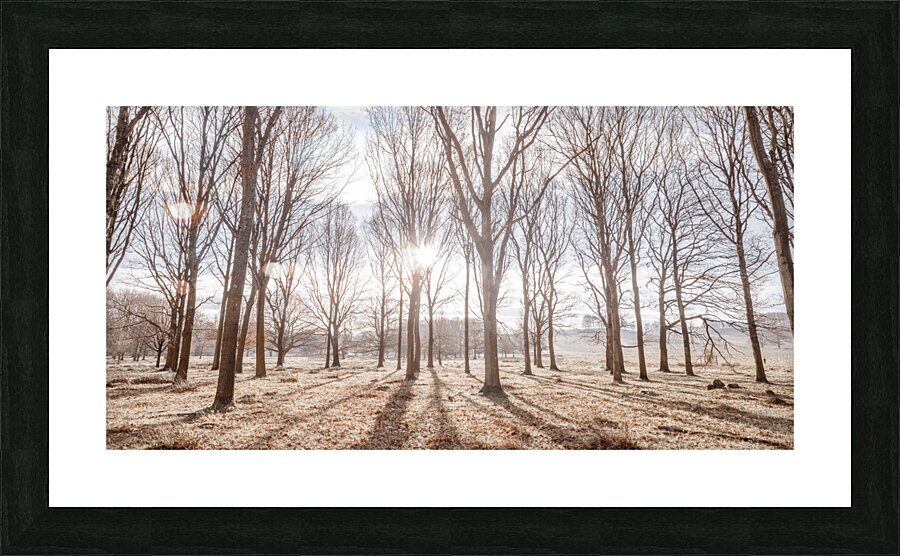 Sun shining through trees Picture Frame print