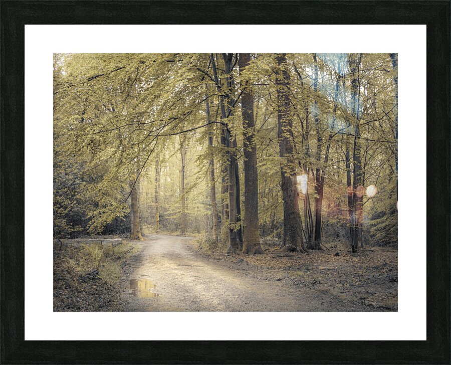 Forest Wanderings Picture Frame print