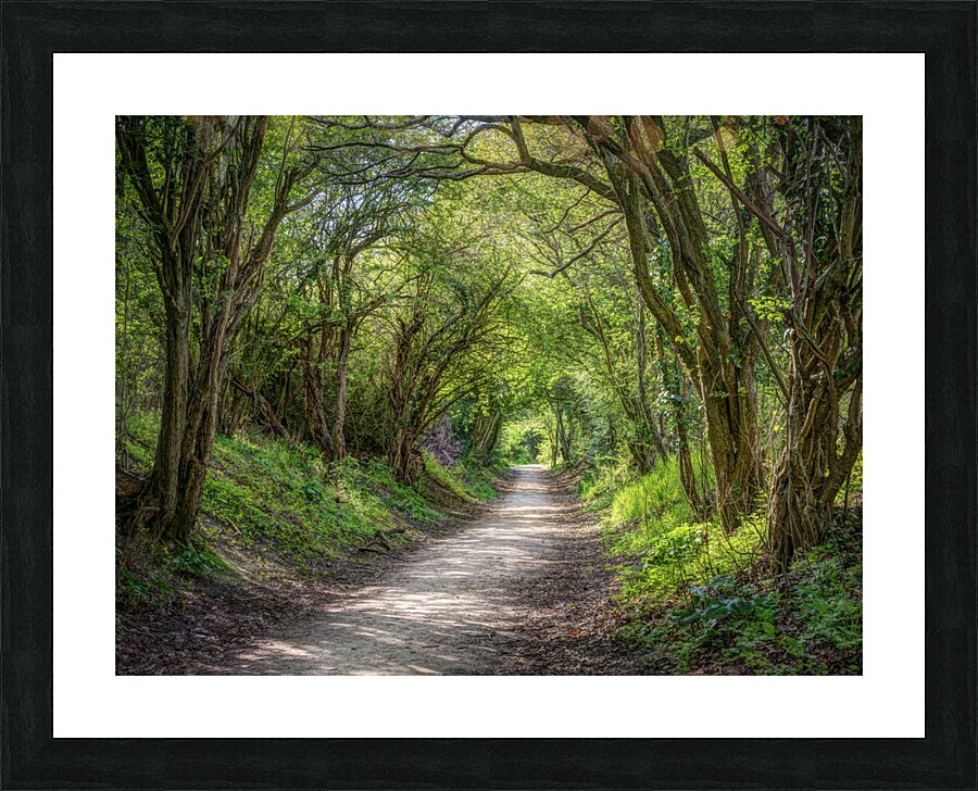 Journey through Forest Picture Frame print