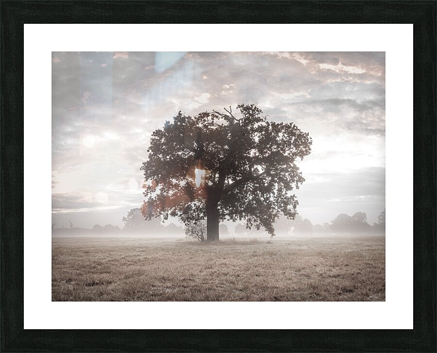 Tree at sunrise Picture Frame print