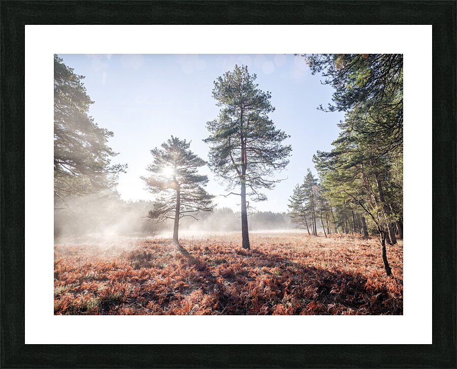 Enchanted Misty Forest Picture Frame print