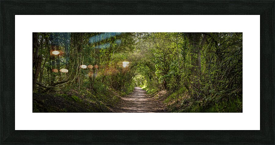 Journey through Forest Picture Frame print