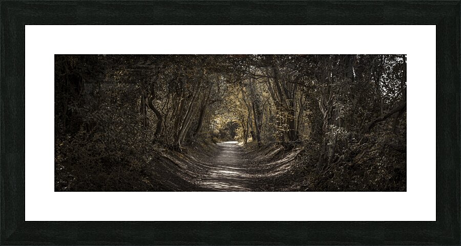 Shaded Forest Road Picture Frame print