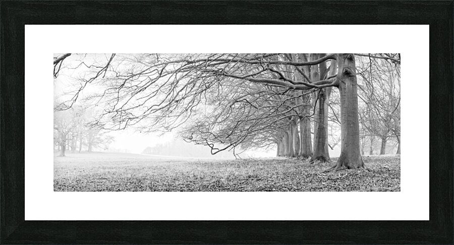 Natures Avenues Picture Frame print