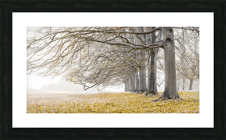 Natures Avenues Picture Frame print