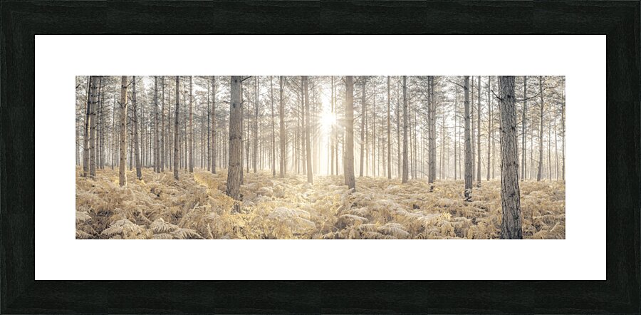 Sunrays Piercing Forest Picture Frame print