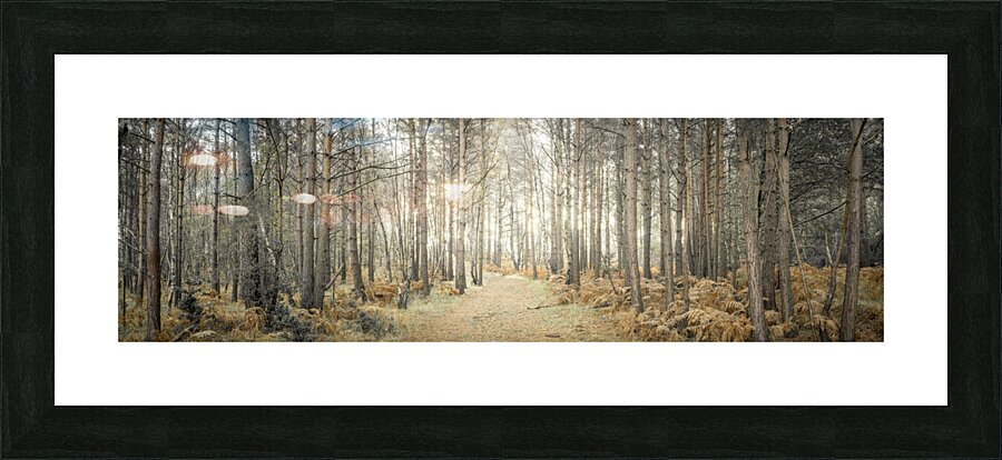 Pathway through forest Picture Frame print