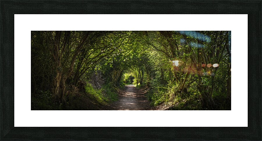 Journey through Forest Picture Frame print