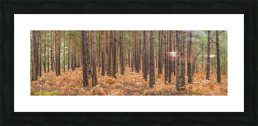 Autumn forest Picture Frame print