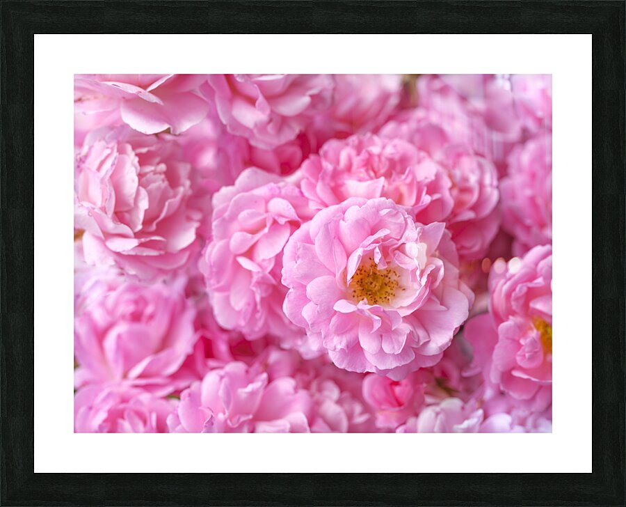Pink Roses Picture Frame print