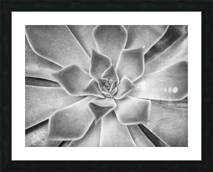 Echeveria Picture Frame print