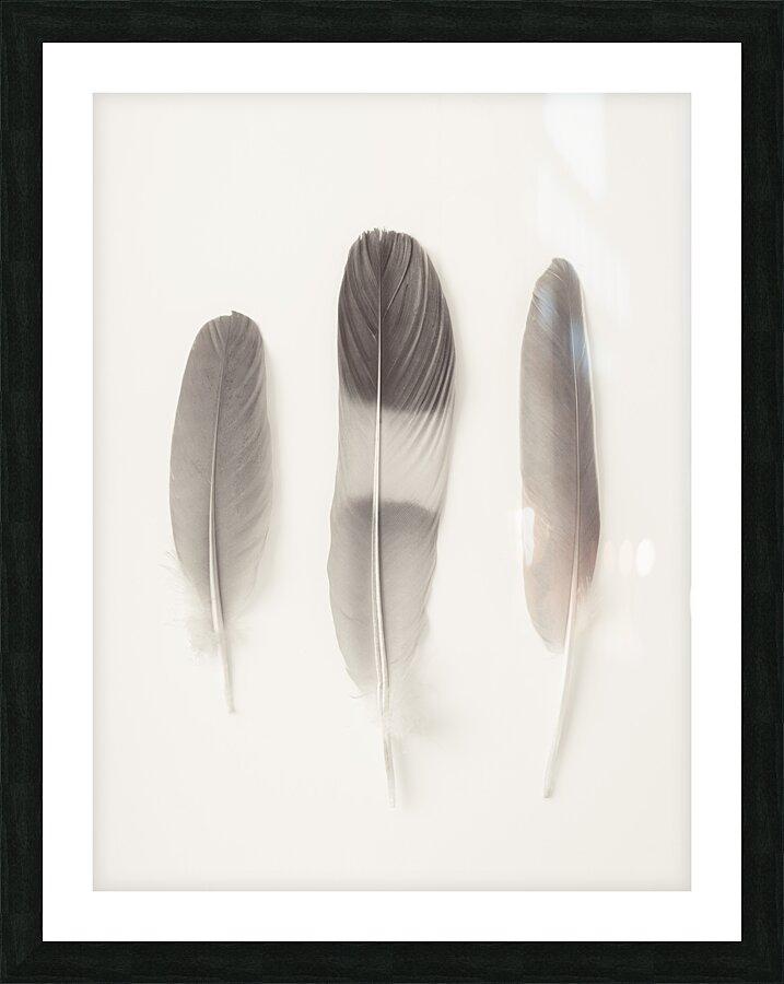 Delicate Feathers Picture Frame print