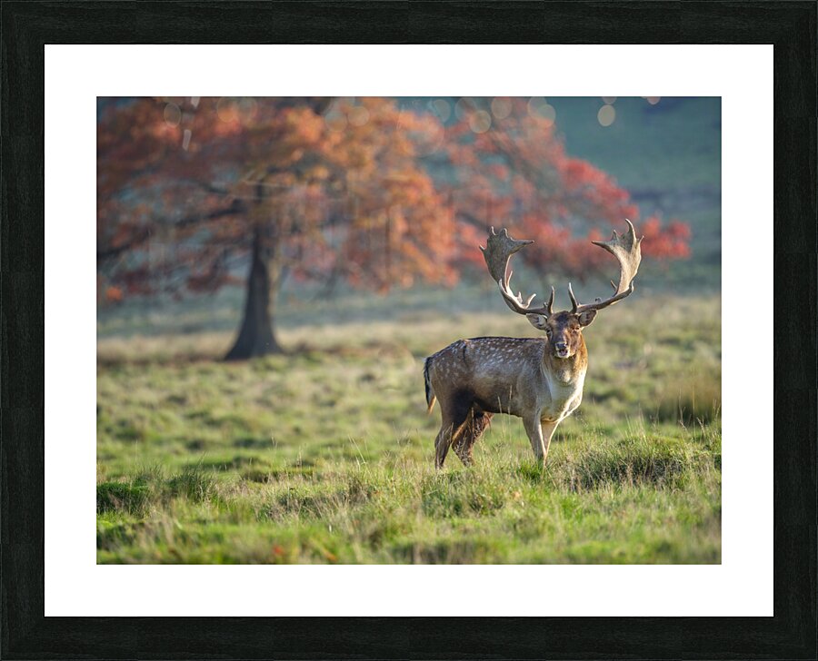 Stag in wild Picture Frame print