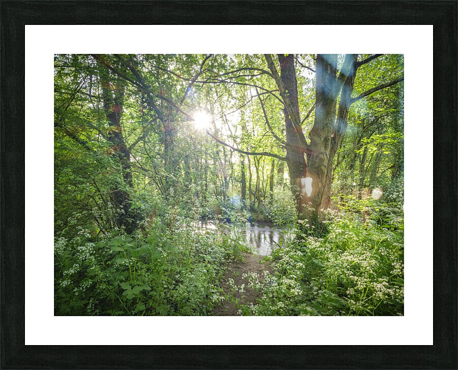 Spring woodland Picture Frame print