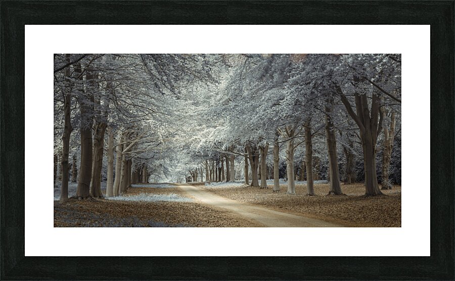 Woodsy Pathway Picture Frame print
