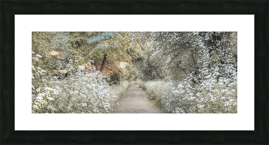 Woodland spring path Picture Frame print