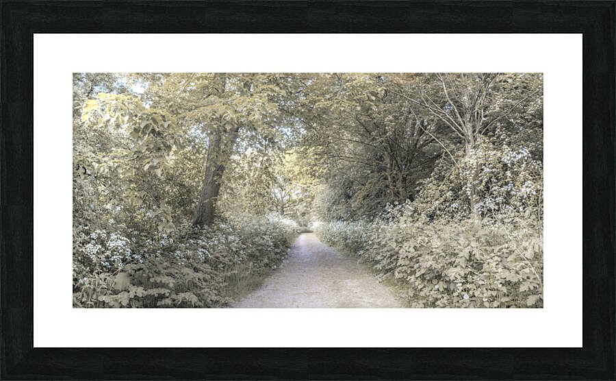 Woodland spring path Picture Frame print