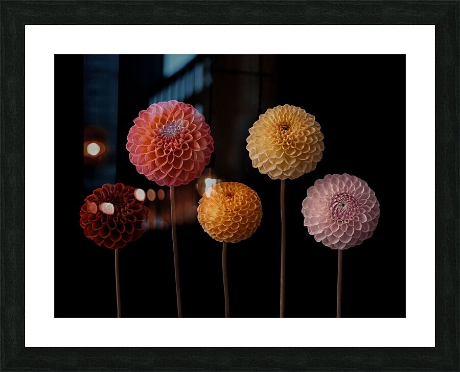 Dahlia Diversity Picture Frame print
